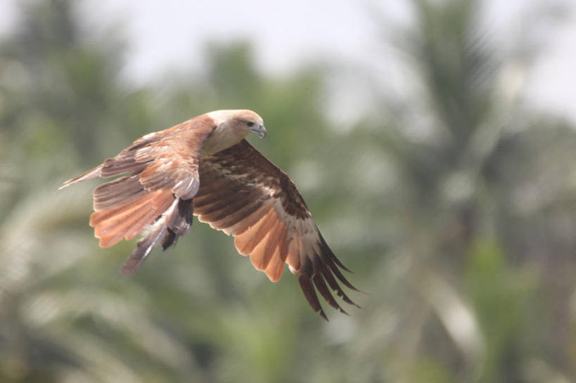 无人,横图,室外,特写,白天,野生动物,印度,鸟类,飞,摄影,泰米尔纳德邦,栗鸢,彩图