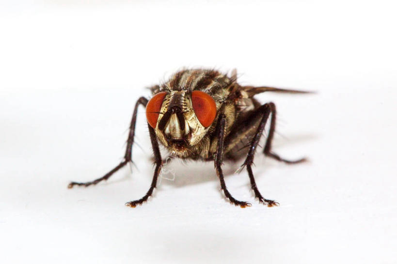 无人,横图,特写,白色背景,野生动物,英国,昆虫,摄影,家蝇,利物浦,彩图,影棚拍摄