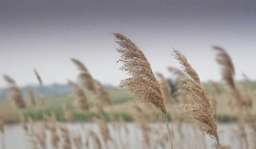 无人,横图,室外,特写,白天,美景,意大利,景观,田地,天空,自然,景色,摄影,生长,自然风光,安科纳,彩图