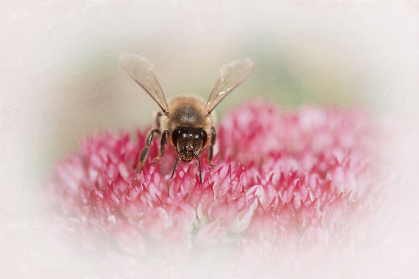 无人,横图,室外,白天,野生动物,蜜蜂,英国,盛开,昆虫,花蕾,花,花瓣,花朵,鲜花,一朵,粉色,花苞,花蕊,吸,摄影,授粉,彩图