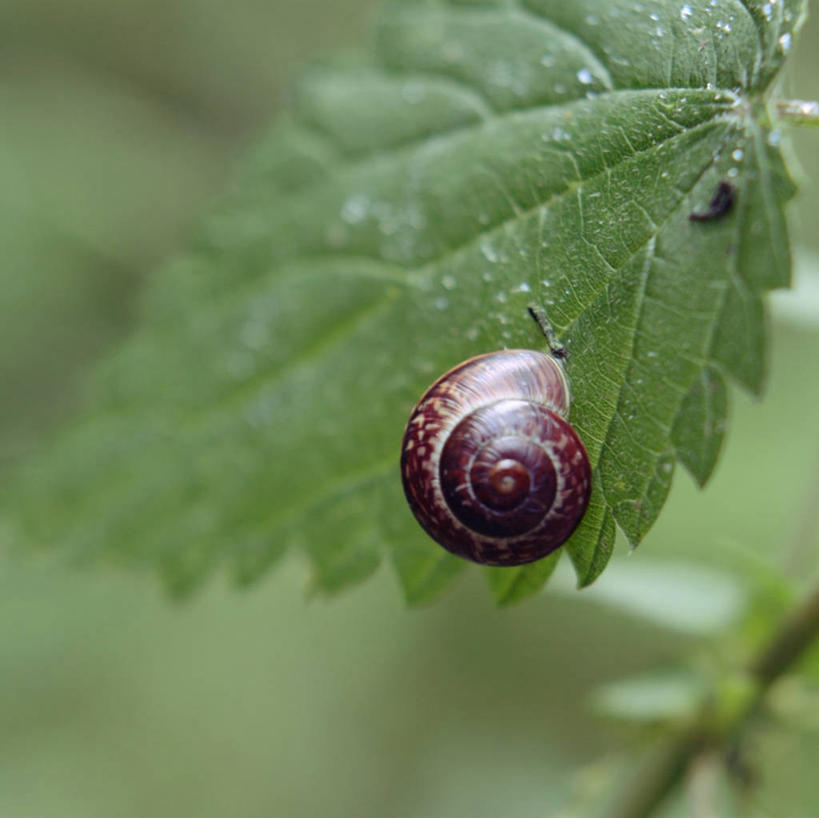 无人,横图,室外,特写,白天,野生动物,叶子,德国,蜗牛,绿色,摄影,脆弱,漩涡形,彩图
