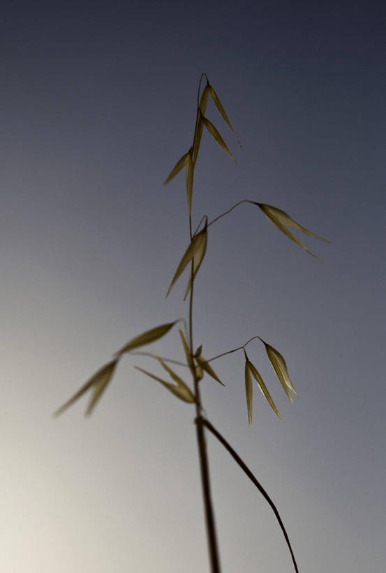 无人,竖图,室外,白天,西班牙,草,天空,自然,夏天,摄影,生长,脆弱,阿尔梅里亚,彩图