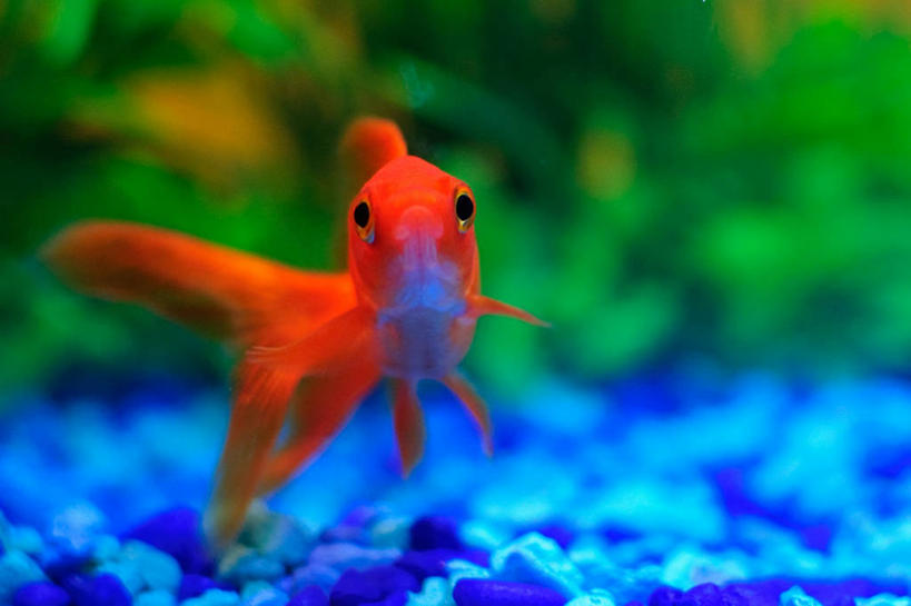 无人,横图,特写,白天,加拿大,金鱼,鱼类,水族馆,蓝色,绿色,摄影,灌木,沙砾,彩图