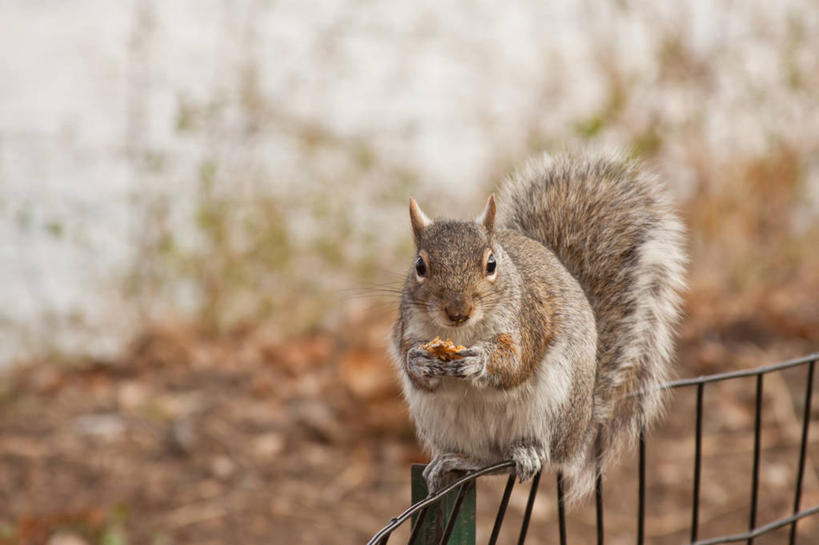 无人,坐,吃,横图,室外,特写,白天,野生动物,纽约,美国,篱笆,松鼠,摄影,中央公园,纽约州,彩图
