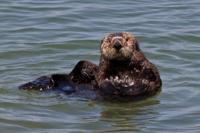 游泳,无人,横图,室外,特写,白天,海洋,美国,波纹,漂浮,摄影,加利福尼亚,肖像,海獭,彩图