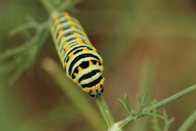 无人,横图,室外,特写,白天,野生动物,西班牙,昆虫,绿色,茴香,摄影,黄凤蝶,毛虫,彩图