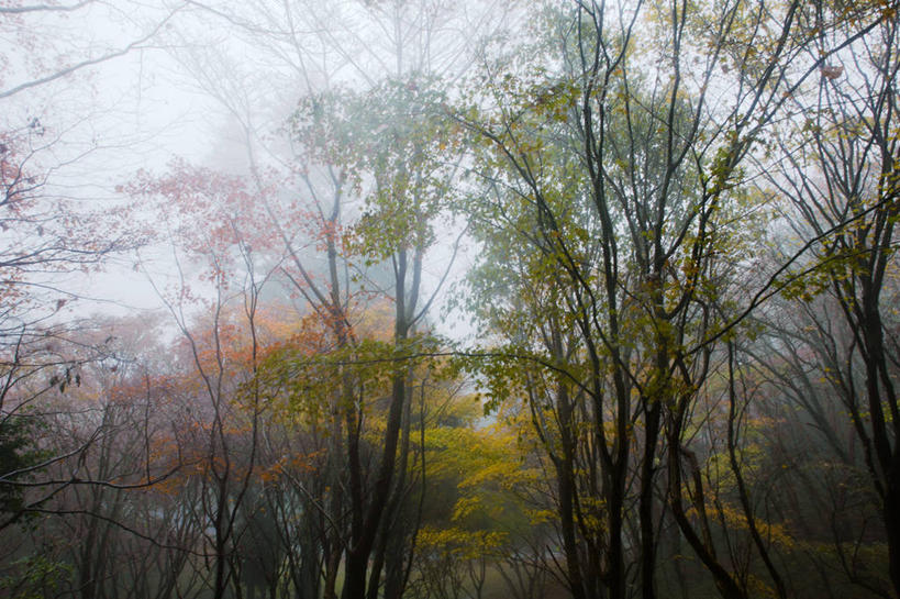 无人,横图,室外,白天,山,雾,日本,树,风景,自然,摄影,京都府,宁静,改变,秋天,彩图