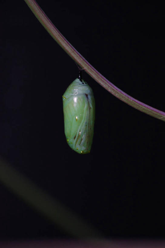 无人,竖图,室外,特写,野生动物,蝴蝶,美国,吊挂,悬挂,黑色背景,挂,摄影,茧,彩图