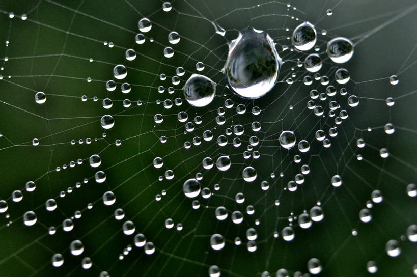 无人,横图,室外,特写,白天,美国,吊挂,悬挂,绿色背景,折射,蜘蛛网,水滴,挂,自然,摄影,脆弱,缅因州,彩图