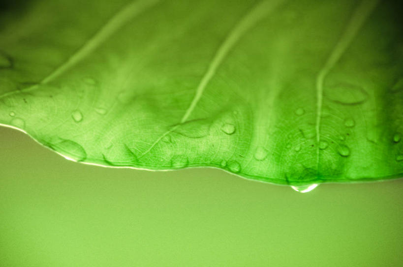 无人,横图,室外,特写,白天,雨,叶子,委内瑞拉,水滴,天气,首都,绿色,雨滴,南美,摄影,生长,部分,南美洲,拉丁美洲,清新,美洲,亚美利加洲,南亚美利加洲,加拉加斯,委内瑞拉玻利瓦尔共和国,彩图