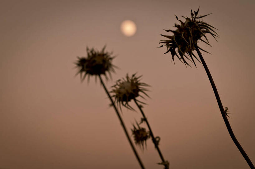 无人,横图,室外,西班牙,茎,花,三个,天空,自然,黄昏,蓟,摄影,脆弱,清新,莱里达,彩图