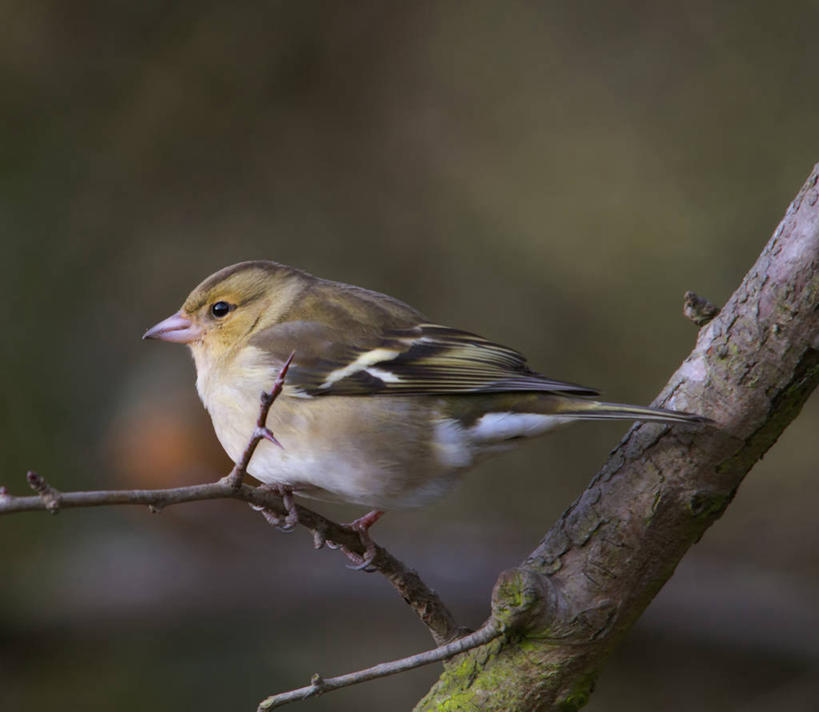 无人,横图,室外,特写,白天,野生动物,英国,鸟类,枝,树干,摄影,栖息,苍头燕雀,彩图