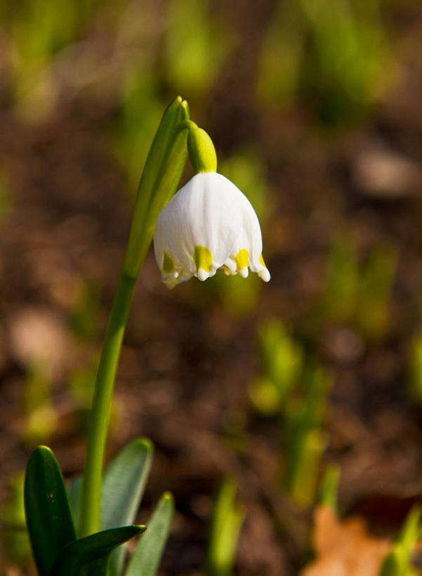 无人,竖图,室外,特写,白天,叶子,瑞士,盛开,茎,花蕾,花,花瓣,花朵,鲜花,一朵,自然,花苞,花蕊,摄影,生长,脆弱,雄蕊,雪花莲,彩图