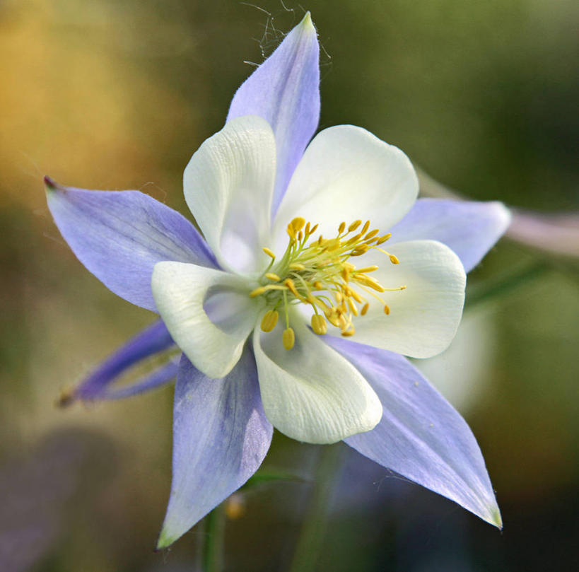 无人,横图,室外,特写,白天,瑞士,盛开,花蕾,花,花瓣,花朵,鲜花,一朵,蓝色,白色,花苞,花蕊,摄影,生长,脆弱,雄蕊,清新,花粉,彩图