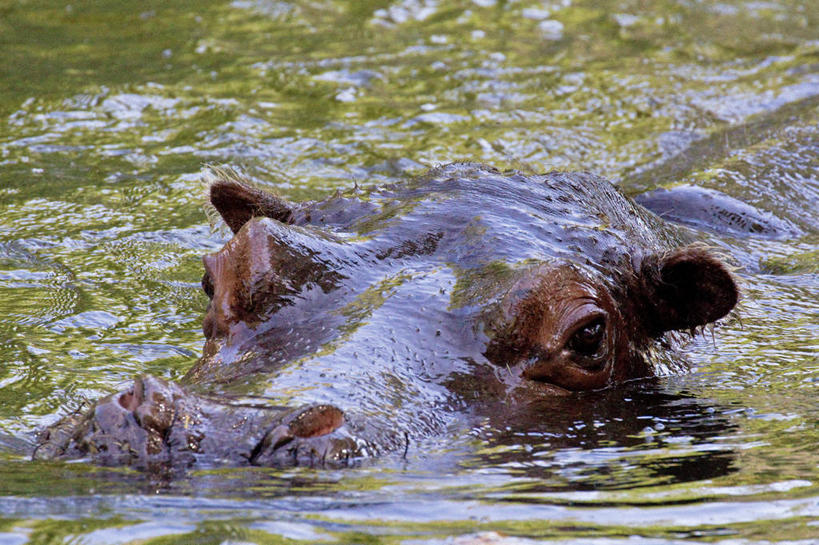 游泳,无人,横图,室外,特写,白天,河马,野生动物,瑞士,湿,摄影,肖像,死水,彩图
