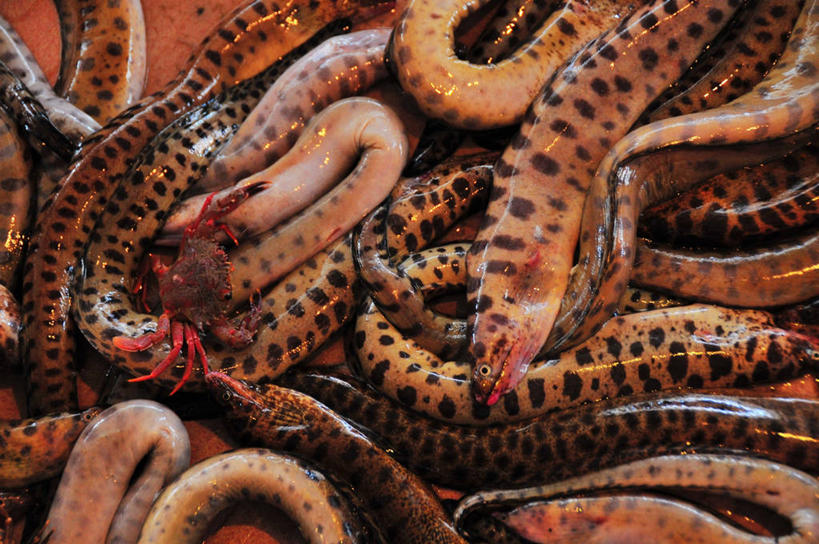 无人,横图,俯视,室外,白天,许多,丰富,螃蟹,市场,很多,鱼类,零售,摄影,广东省,咸水鳗,海产,彩图,高角度拍摄,鱼市