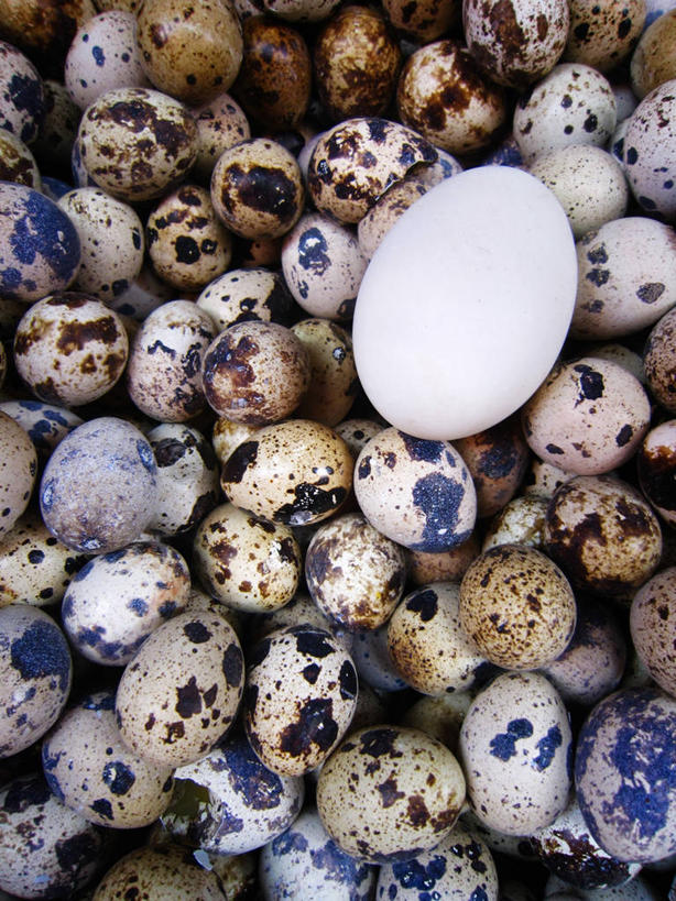 无人,竖图,室外,特写,白天,背景,许多,丰富,斑点,市场,鹌鹑蛋,很多,鸭蛋,零售,摄影,甘肃省,彩图,全画面,全框架,全帧,全画幅