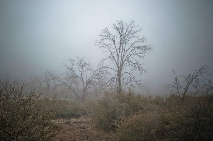 无人,横图,室外,森林,暴风雨,雾,美国,冬天,黎明,天气,树,天空,自然,摄影,宁静,加利福尼亚,橡树,圣迭戈县,彩图