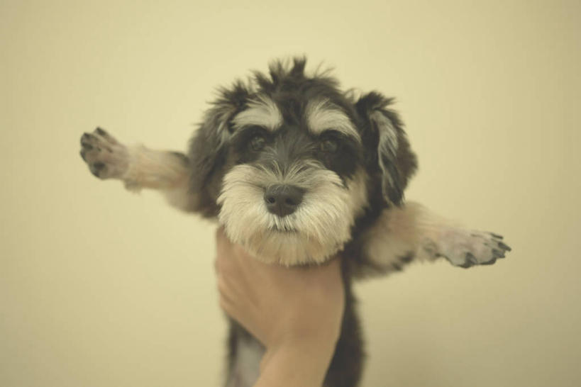 手,一个人,横图,特写,白色背景,宠物,狗,台湾,小狗,拿着,动物,家畜,摄影,部分,彩图,影棚拍摄