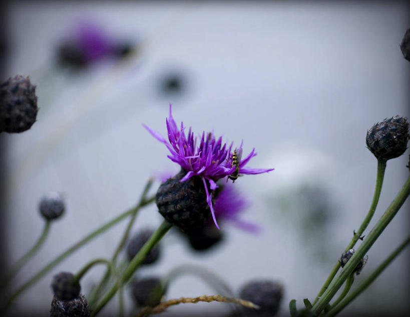 无人,横图,室外,白天,野生动物,德国,昆虫,茎,花蕾,花,摄影,脆弱,授粉,食蚜蝇,彩图