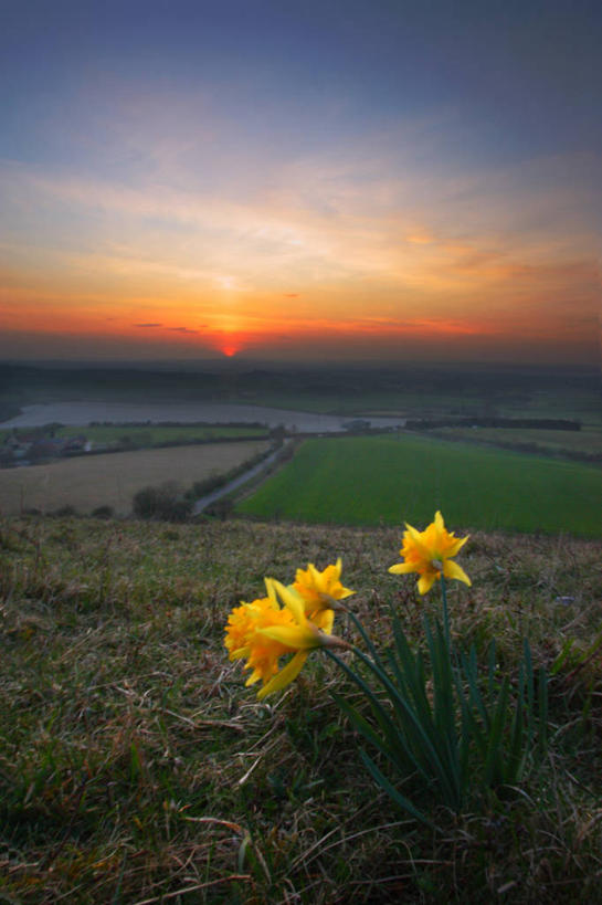 无人,竖图,室外,日落,太阳,水仙花,英国,地形,云,草,花,黄色,风景,天空,自然,摄影,宁静,脆弱,清新,贝德福德郡,彩图