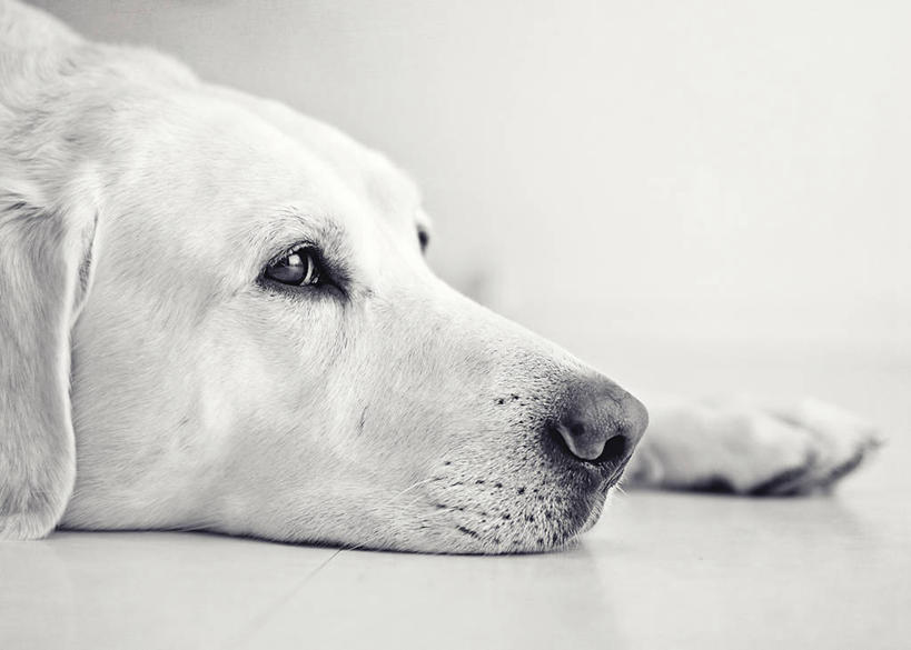 无人,躺,横图,黑白,室内,特写,白色背景,狗,美国,白色,动物,家畜,放松,摄影,部分,拉布拉多犬,新墨西哥