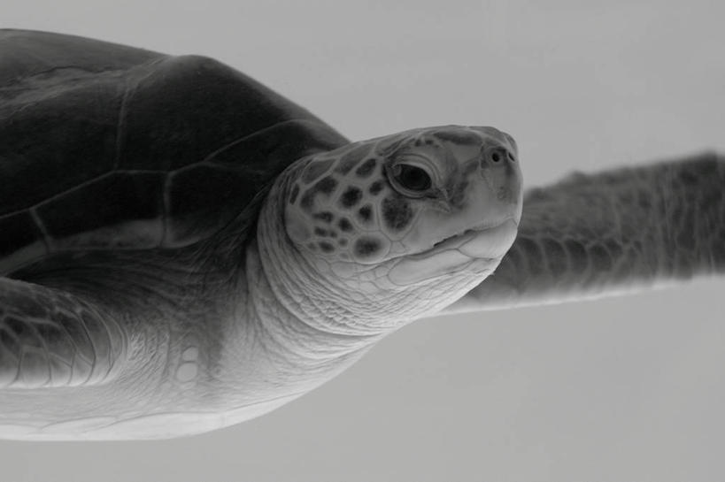 游泳,无人,横图,黑白,特写,白天,水下,城市,野生动物,美国,摄影,北美,北美洲,加利福尼亚,美洲,加州,洛杉矶,加利福尼亚州,绿蠵龟,金州,黄金州,北亚美利加洲,亚美利加洲,天使之城,蒙市,蒙特利公园市,海龟,彩图,美利坚合众国