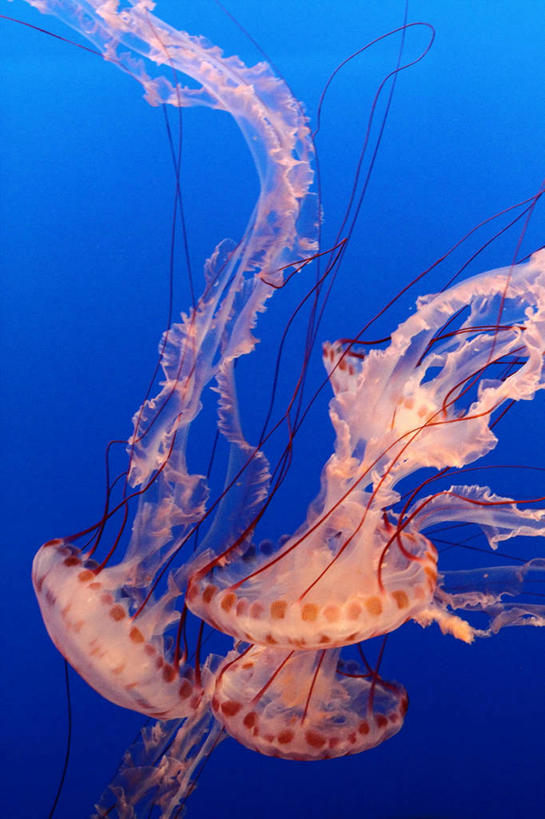 无人,竖图,水下,海洋,城市,美国,三只,条纹,鱼类,摄影,北美,北美洲,加利福尼亚,美洲,加州,洛杉矶,加利福尼亚州,金州,黄金州,北亚美利加洲,亚美利加洲,蒙特利海湾水族馆,天使之城,蒙市,蒙特利公园市,水母,彩图,美利坚合众国