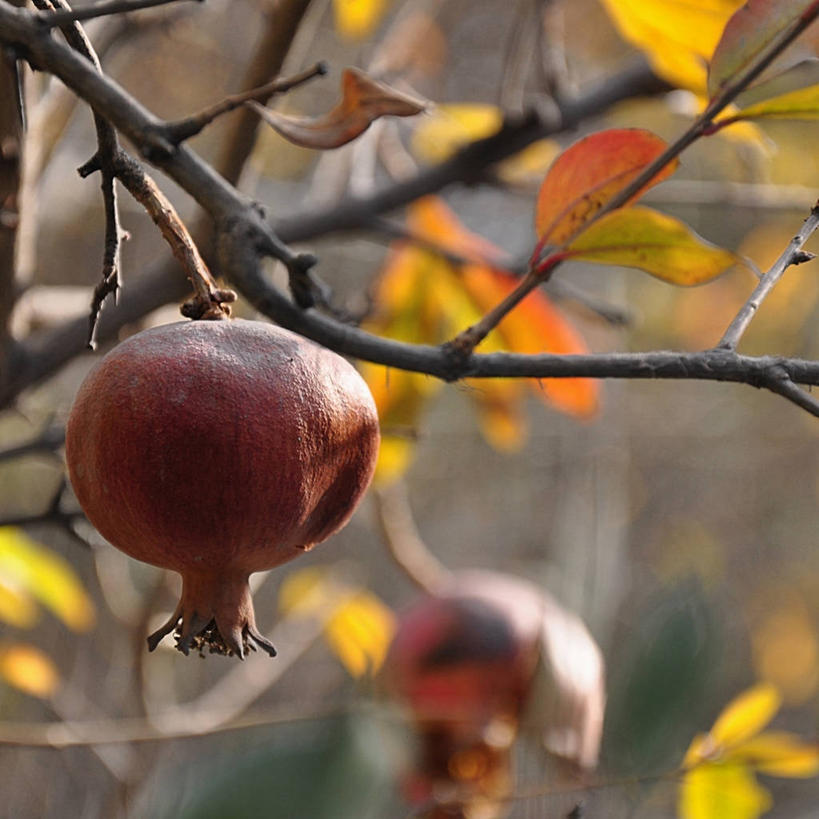 无人,方图,室外,特写,白天,石榴,水果,叶子,西班牙,食品,枝,饮食,树,自然,摄影,生长,清新,马拉加省,彩图