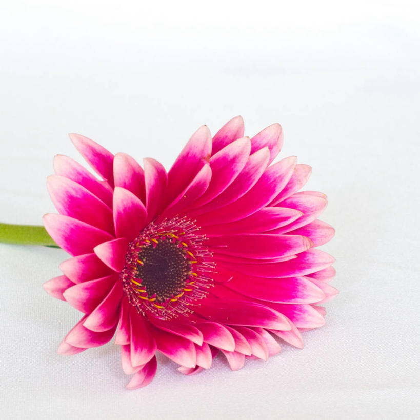 无人,方图,特写,白色背景,荷兰,茎,非洲雏菊,花,花瓣,粉色,自然,摄影,脆弱,雄蕊,清新,彩图,影棚拍摄