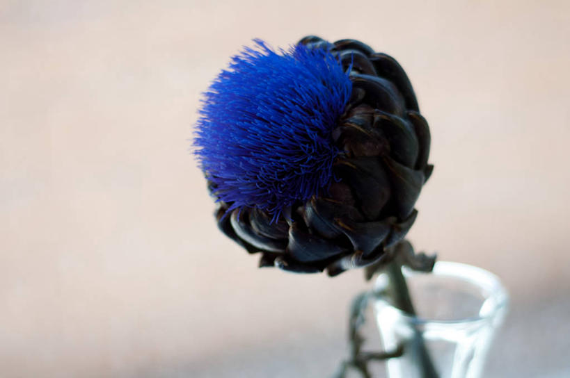 无人,横图,室内,特写,白天,花瓶,美国,盛开,朝鲜蓟,茎,花蕾,花,花瓣,花朵,鲜花,一朵,紫色,花苞,花蕊,摄影,脆弱,雄蕊,清新,内华达州,拉斯维加斯,彩图