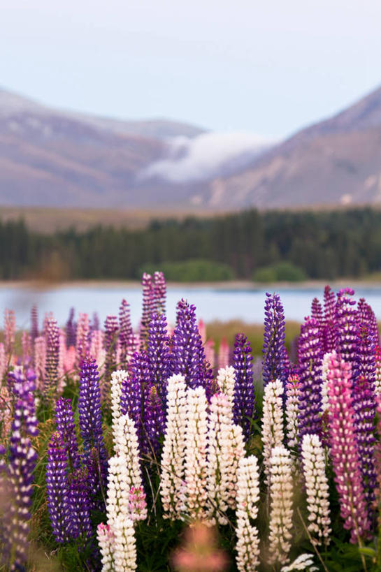 无人,竖图,室外,湖,日落,新西兰,紫色,自然,摄影,生长,脆弱,清新,白羽扇豆,彩图