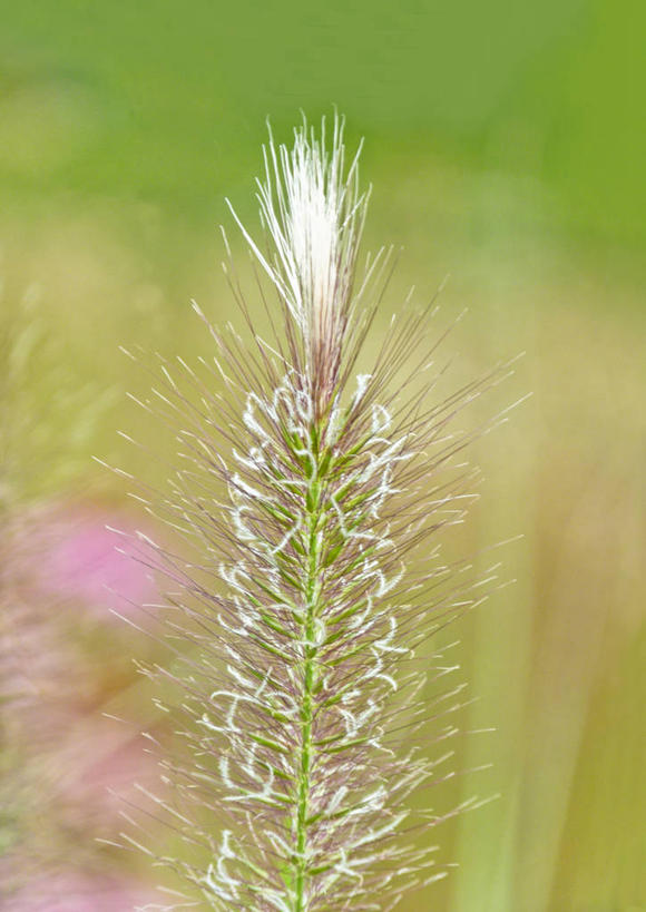 无人,竖图,室外,特写,白天,风,荷兰,草,摄影,脆弱,清新,格罗宁根,彩图