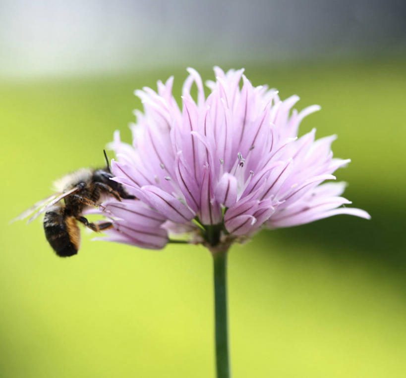 无人,横图,室外,特写,白天,野生动物,蜜蜂,荷兰,盛开,茎,花蕾,花,花瓣,花朵,鲜花,一朵,紫色,动物,花苞,花蕊,摄影,细香葱,授粉,彩图,海尔德兰