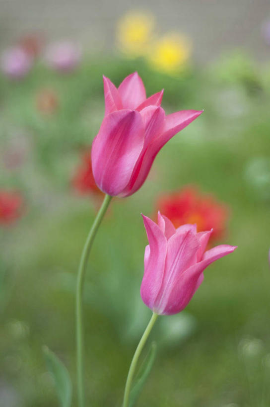 无人,竖图,室外,特写,白天,美景,郁金香,荷兰,景观,茎,草,花,花瓣,粉色,自然,景色,摄影,脆弱,清新,自然风光,奈梅亨,彩图