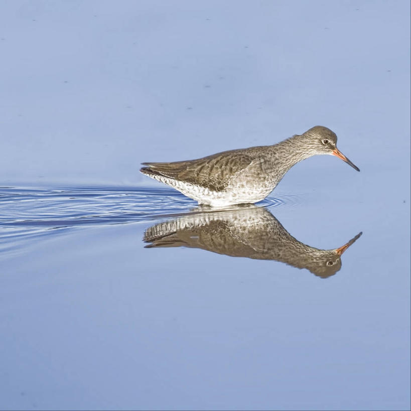 游泳,无人,方图,室外,白天,野生动物,英国,反射,鸟类,摄影,死水,彩图