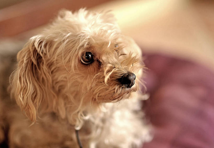 无人,横图,室内,特写,宠物,狗,法国,褐色,小狗,动物,家畜,摄影,波尔多,彩图