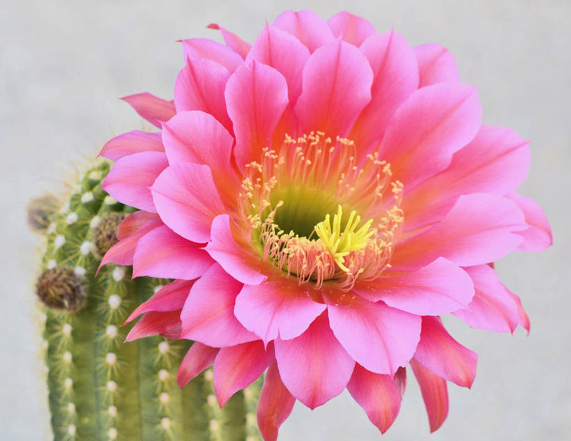 无人,横图,特写,白色背景,仙人掌,美国,盛开,花蕾,花,花瓣,花朵,鲜花,一朵,粉色,花苞,花蕊,摄影,生长,亚利桑那,脆弱,雄蕊,清新,图森市,彩图,影棚拍摄