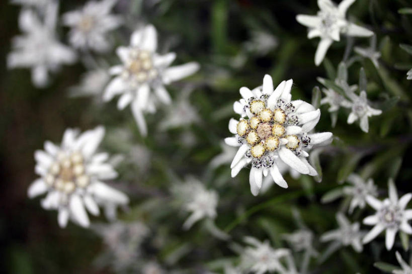 无人,横图,室外,特写,白天,奥地利,花,白色,自然,摄影,生长,宁静,火绒草,彩图