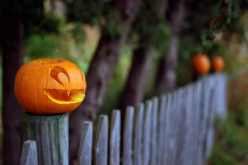 无人,横图,室外,白天,南瓜,美国,木制,篱笆,树,树干,万圣节,摄影,创造力,纽约州,美术工艺,彩图,传统文化,拟人