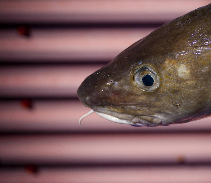 无人,横图,室内,特写,英国,生食,鱼类,饮食,一个,摄影,单个,部分,清新,设得兰群岛,海产,彩图