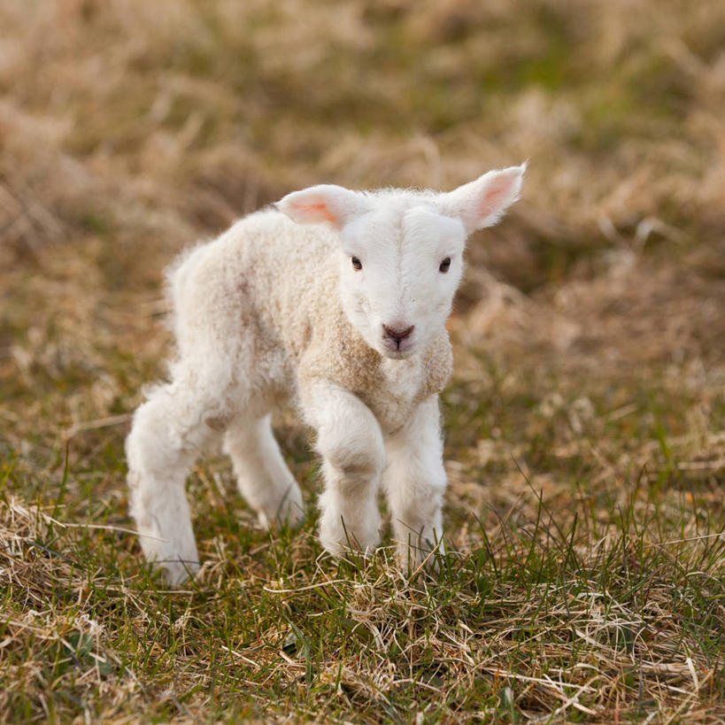 无人,方图,室外,特写,白天,草地,英国,苏格兰,草,动物,家畜,摄影,牲畜,肖像,设得兰群岛,绵羊,彩图