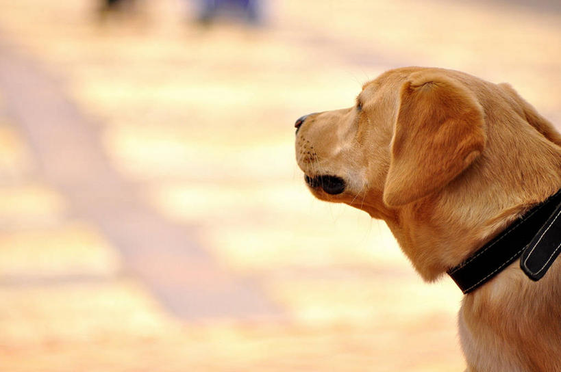 无人,横图,室外,特写,白天,宠物,狗,哥伦比亚,家畜,摄影,拉布拉多犬,彩图,宠物项圈