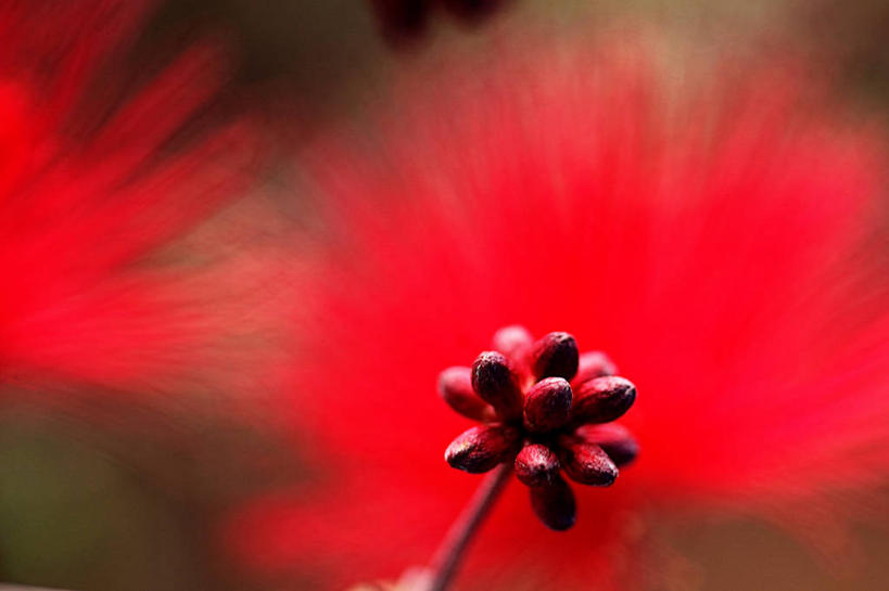 无人,横图,室外,特写,白天,美国,盛开,野花,花蕾,花,花瓣,花朵,鲜花,一朵,红色,花苞,花蕊,摄影,生长,亚利桑那,脆弱,清新,图森市,朱缨花,彩图