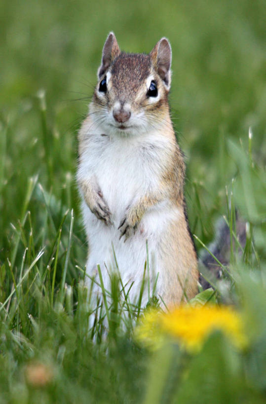 无人,竖图,室外,白天,野生动物,加拿大,地形,草,花,自然,松鼠,摄影,肖像,彩图,纽宾士域,东美花鼠