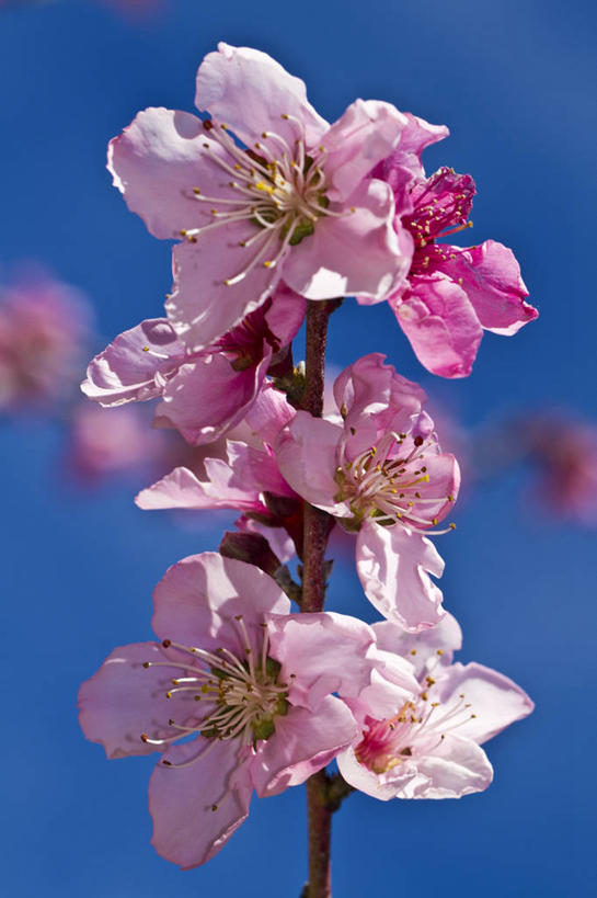 无人,竖图,室外,特写,白天,美景,日光,美国,景观,花,粉色,自然,景色,摄影,生长,脆弱,雄蕊,清新,加利福尼亚,自然风光,苹果花,苹果树,彩图