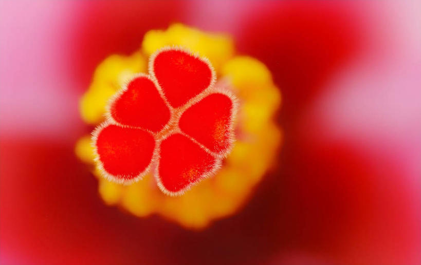 无人,横图,特写,印度,盛开,木槿,木槿花,美丽,花蕾,花,花瓣,花朵,鲜花,一朵,黄色,红色,花苞,花蕊,摄影,脆弱,坚韧,雄蕊,清新,永恒,质朴,无穷花,浦那,彩图