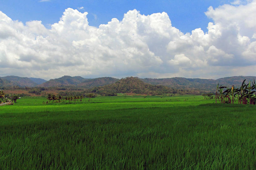 无人,横图,室外,白天,农业,美景,山,印度尼西亚,稻田,景观,云,绿色,风景,天空,自然,景色,摄影,生长,自然风光,日惹,彩图