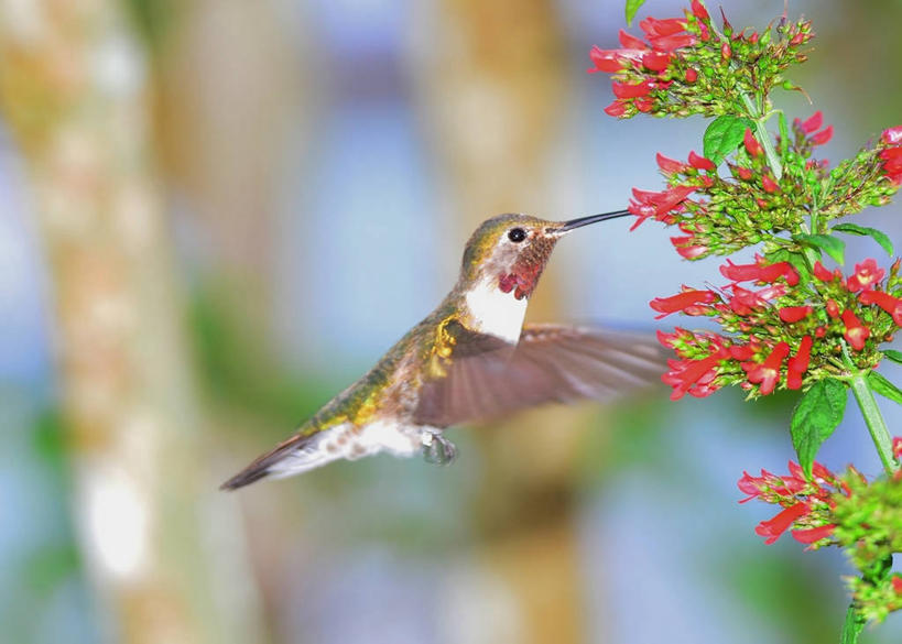 无人,横图,室外,特写,侧面,野生动物,美国,鸟类,茎,盘旋,花,摄影,北美,北美洲,脆弱,清新,美洲,喙,佛罗里达,佛罗里达州,佛州,阳光州,北亚美利加洲,亚美利加洲,彩图,美利坚合众国
