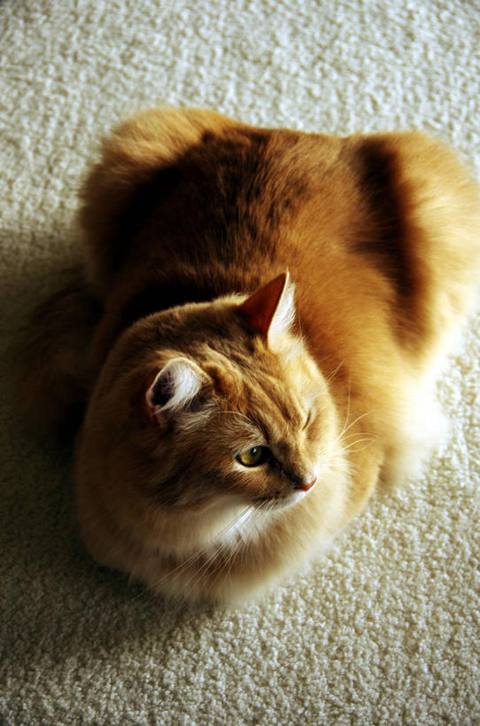 无人,坐,竖图,室内,特写,白天,地板,宠物,日本,横滨,家畜,放松,摄影,缅因库恩猫,彩图